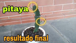 muda de pitayaresultado final parte 333 [upl. by Wonacott]