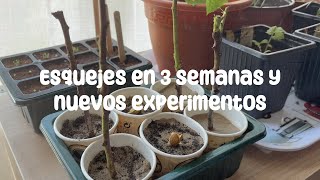 Esquejes de romero y nuevas tomateras  Garden Vlog 2 [upl. by Enerod]