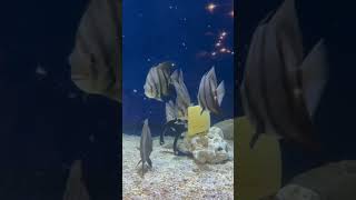 Tiger fish eating vegetable riverlife beautifulnature [upl. by Gussy]