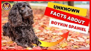 Boykin Spaniel Pros amp Cons Facts amp Information [upl. by Ocin]