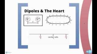 ECG and Electric Dipoles [upl. by Nivart]