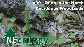 NEcology 90  Deep in the North Deciduous Woodlands [upl. by Fonseca556]