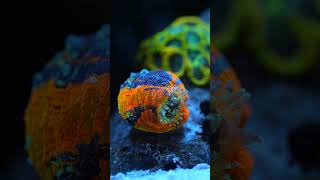 Waterbox LPS Superfood et Scolymia australis tank recifal reef coral allmymoneygoestocoral [upl. by Meri]