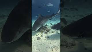 A Shark with a History Meets the Pirate Queen🦈🌟🐬🦈🤿🌊shorts shortsfeed shortvideo viralvideo [upl. by Coffee238]