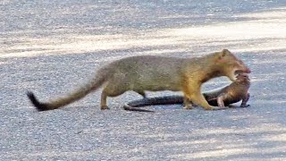 Mongoose Rips Out Lizards Eyes [upl. by Rod]