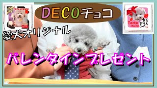 【DECOチョコ】世界にひとつだけの愛犬オリジナルチロルチョコの作ってみた！大事な人にプレゼントギフト🐶【バレンタイン】（トイプードルのTorte channel [upl. by Arretnahs]