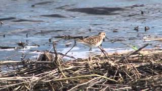 Incredible Wetlands  IMPA Award Winner [upl. by Woodberry]