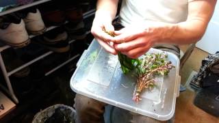 5 How to Prep New Plants for an Aquarium [upl. by Earezed]