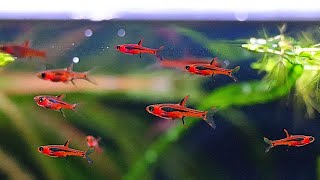 Chili Rasbora A Tiny Jewel for Your Aquarium [upl. by Eshelman]