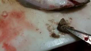 Supper gross Cymothoa Exigua Parasites hatched thousands of babies in Sand Dab San [upl. by Annorah]