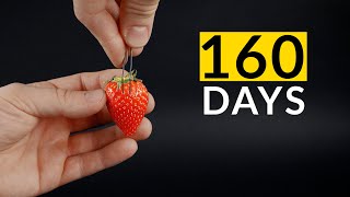 STRAWBERRY From Seed Timelapse 160 Days [upl. by Utica501]