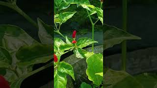 കാന്താരി മുളക് birds eye chillicapsicum frutescenssolanaceae familytrending shotviral [upl. by Aseeram144]