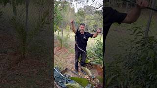 Heres a very chunky Redbellied Black Snake I caught in Nambour Yesterday snakecatcher snakevideo [upl. by Clarie]