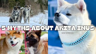 Busting 5 Myths about the Japanese Akita Inu [upl. by Sillert]