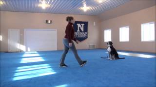 Charlotte Greater Swiss Mountain Dog Boot Camp Dog Training Video [upl. by Eellehs853]