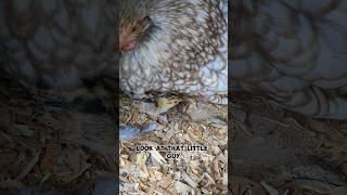 The First Ever Pheasant On The Farm pheasant [upl. by Glassman]