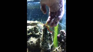 Cleaner Shrimp clean human hand and finger nails [upl. by Pain238]