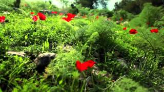 George Dalaras singing the Armenian song Bardezoum vart e patzvel [upl. by Uhsoj]