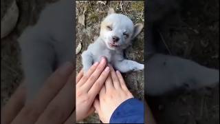 Woman Rescues Abandoned Puppy That Nearly Passed Away  dog puppy short [upl. by Cybill]