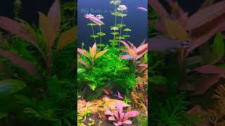 50 Days of Growth quotLush and Thriving  aquascape plantedtanksetup plantedaquarium [upl. by Llatsyrc817]