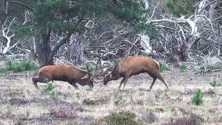 Burlende en vechtende edelherten Hoge Veluwe bronst [upl. by Kerril]