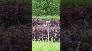 Blackcollared starling 台灣 台北 黑領椋鳥 taiwan taipei [upl. by Meyer]