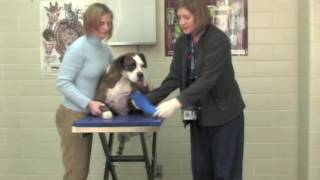 Veterinary Procedure  Proper Procedure for Bandaging [upl. by Eads963]