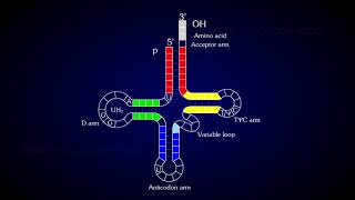 Structure of tRNA [upl. by Darwin383]