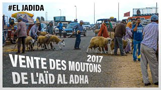 EL Jadida  Vente des moutons de lAïd Al Adha 2017 EL Jadida [upl. by Aramak]