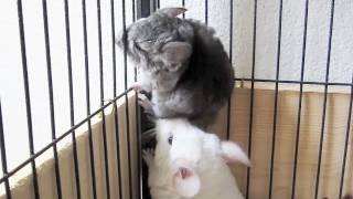 Chinchilla Prison Break WIN [upl. by Keeton]