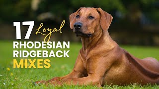 17 Rhodesian Ridgeback Mixes Loyal Strong and Adorable [upl. by Kaliope349]