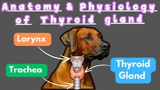 Thyroid Gland in Dogs Anatomy Physiology and Hormone Regulation [upl. by Berkow]