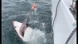 Great White Shark in Mossel Bay South Africa [upl. by Thalassa893]