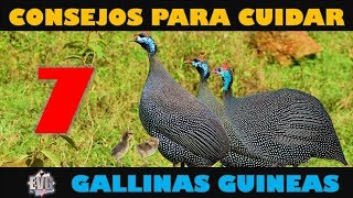 7 Consejos Importantes para Cuidar Gallinas Guineas o Coquenas [upl. by Goddord]