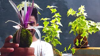 How to Make Kokedama at Home කොකඩාමා ගෙදරම හදමු Crafting Sinhala with ENG Sub tittle  Sri Lanka [upl. by Annaehs689]