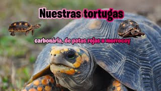 Nuestras tortugas carbonária de patas rojas o morrocoy  Mundo Tortuga mundo tortuga tierra [upl. by Yrad]