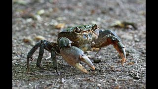 I granchi  The crabs  Les crabes [upl. by Naitsirhc]