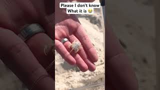 We found the most BIZARRE creature at the BEACH⁉️👀 😳 shorts viral animals [upl. by Ahtaela367]