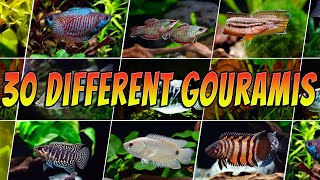 30 Rare amp Common Gouramis  Top Aquarium Gourami Types [upl. by Leseil]