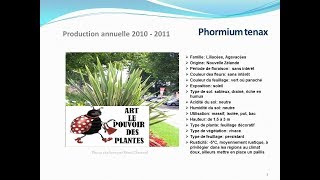 Phormium tenax plante annuelle [upl. by Myranda78]