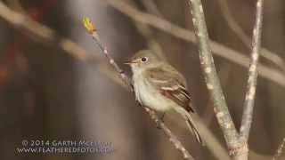 Least Flycatcher in Maine [upl. by Maddie]