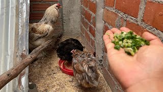 Gallinas felices comiendo verduras [upl. by Ycnay]