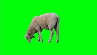 Sheep livestock grazing Green Screen background video HD no copyright [upl. by Ahsatal494]