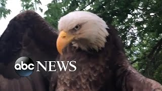 Bald eagle rescued from Kentucky backyard l ABC News [upl. by Nwadahs]