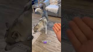 Rolling Over is Beneath This Husky  RxCKSTxR Comedy Voiceover [upl. by Ellehcir]