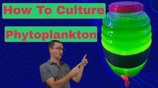 How To Culture Phytoplankton [upl. by Launamme]