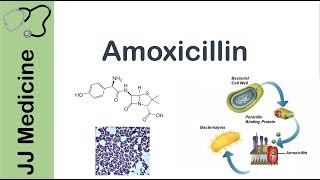 Amoxicillin  Bacterial Targets Mechanism of Action Adverse Effects  Antibiotic Lesson [upl. by Rebekkah246]