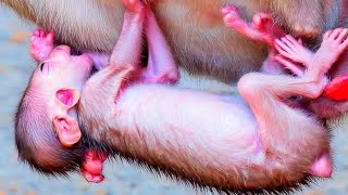 Best Action River Monkey Life So Pity Baby Monkey [upl. by Atidnan]