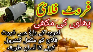 96How To Control Fruit Flies In Guava Garden  Fruit Fly Traps  Fruit Flies attack  Urdu\Hindi [upl. by Ztirf]