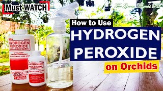 HOW TO USE HYDROGEN PEROXIDE ON ORCHIDS  Volumes and Percentage [upl. by Wampler]